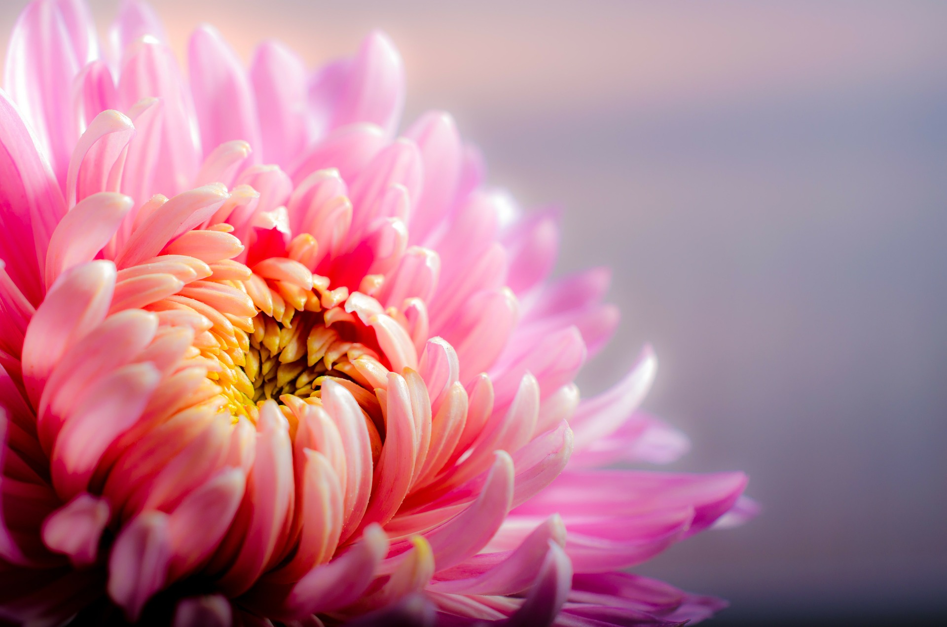 chrysanthemum-202483_1920.jpg